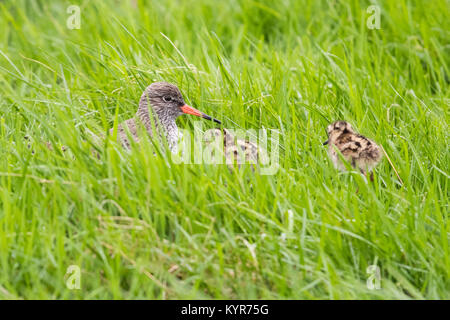 Gemeinsame Rotschenkel (Tringa totanus), Erwachsener mit zwei Küken Stockfoto