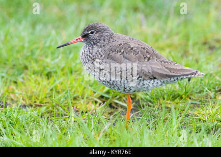 Gemeinsame Rotschenkel (Tringa totanus), Erwachsene auf dem Boden Stockfoto