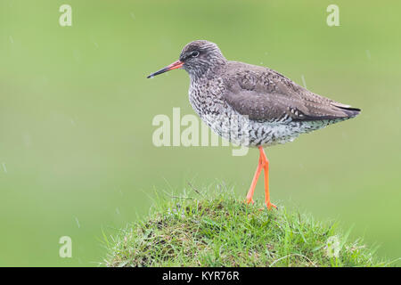 Gemeinsame Rotschenkel (Tringa totanus), Erwachsene auf dem Boden Stockfoto