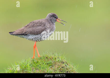 Gemeinsame Rotschenkel (Tringa totanus), Erwachsene auf dem Boden Stockfoto