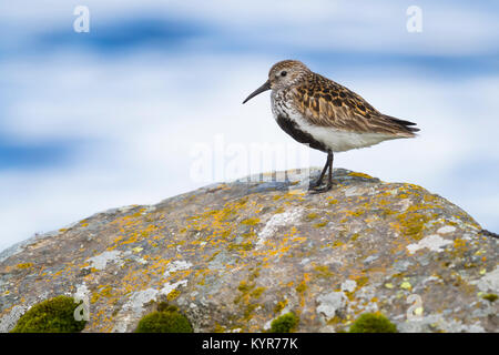 Strandläufer (Calidris alpina), Erwachsene steht auf einem Felsen Stockfoto