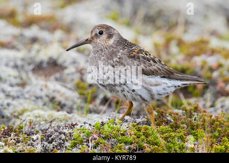 Meerstrandläufer (Calidris maritima), Erwachsene auf dem Boden in seiner Zucht Lebensraum Stockfoto