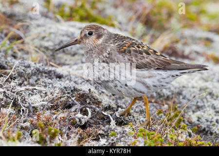 Meerstrandläufer (Calidris maritima), Erwachsene auf dem Boden in seiner Zucht Lebensraum Stockfoto