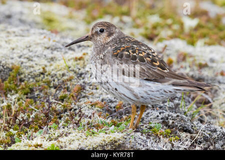 Meerstrandläufer (Calidris maritima), Erwachsene auf dem Boden in seiner Zucht Lebensraum Stockfoto