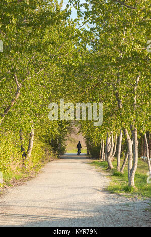 Kettle Valley Rail Trail durch Bäume im Frühling, gesäumt mit Radfahrer in Abstand Stockfoto