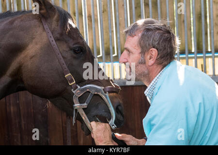 Pferd Zahnarzt arbeiten auf die Zähne eines throughbred Pferd. North Yorkshire, UK. Stockfoto