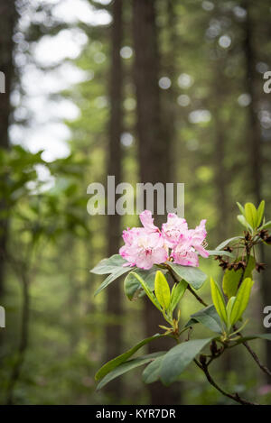 Nahaufnahme der gebürtigen Rot rhododendron Blumen blühen in Douglasie Wald bei Rhododendron Wohnungen in E.C. Manning Provincial Park. Stockfoto