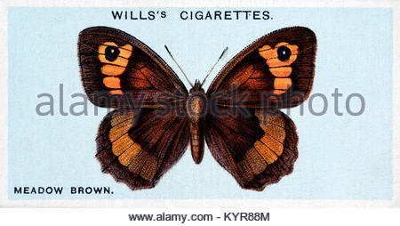 Meadow Brown Butterfly, Vintage Illustration von 1927 Stockfoto