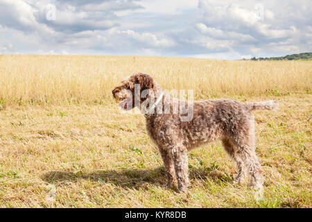 Profil anzeigen von einem Wirehaired Pointing Griffon, oder Korthals, stehend in einer teilweise gemäht landwirtschaftlichen Feld während der Heuernte, gezüchtet als gundog f Stockfoto