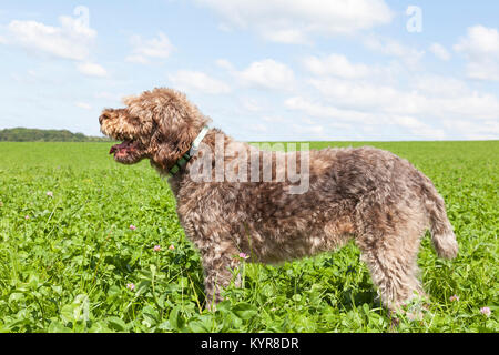 Wirehaired Pointing Griffon ständigen keuchend im Profil in einem Feld der grünen Klee auf einem Bauernhof in der Skyline Stockfoto