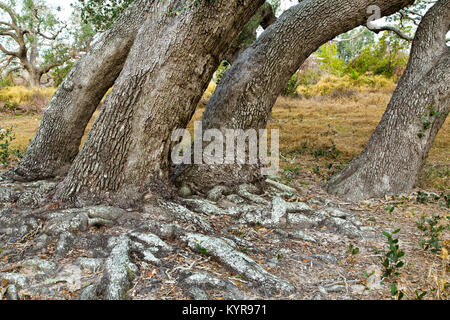 Hain mit lebenden Eichen an der Küste, die freiliegende Wurzeln zeigen, dem 'Quercus virginiana' Goose Island State Park. Stockfoto