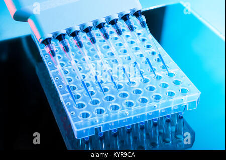 Tools für die DNA-Analyse mit PCR-Reaktion, multipipette und 96-Well-Platte Stockfoto