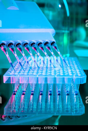 Werkzeuge für die PCR-Amplifikation von DNA: 96-Well-Platte und automatische Pipette Stockfoto