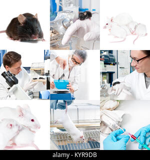 Experimentelle Arbeiten mit Mäuse im Labor, collage Stockfoto