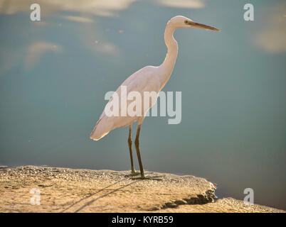 Ein Silberreiher (Casmerodius albus) in Pushkar See, Pushkar, Rajasthan, Indien Stockfoto