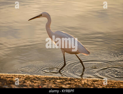 Ein Silberreiher (Casmerodius albus) in Pushkar See, Pushkar, Rajasthan, Indien Stockfoto