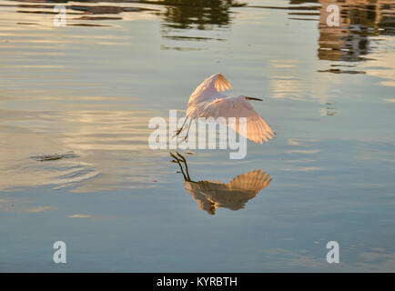 Ein Silberreiher (Casmerodius albus) in Pushkar See, Pushkar, Rajasthan, Indien Stockfoto