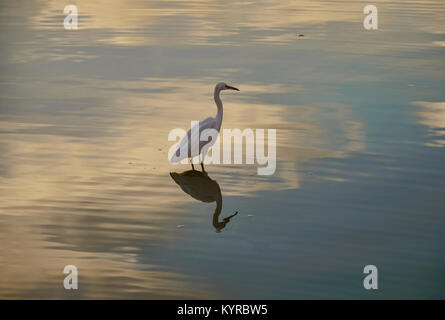 Ein Silberreiher (Casmerodius albus) in Pushkar See, Pushkar, Rajasthan, Indien Stockfoto