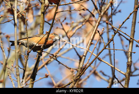 Eine atemberaubende seltene männliche Papagei Gegenwechsel (Loxia pytyopstittacus) thront auf dem Ast einer Eiche im Winter. Stockfoto