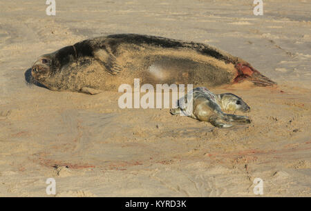 Ein neu geborener Grau Seal pup (Halichoerus grypus) am Strand liegen in der Nähe der ruhe Mutter Horsey, Norfolk, Großbritannien. Stockfoto