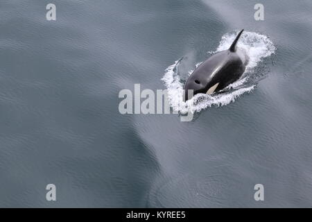 Orca in der Antarktis Stockfoto