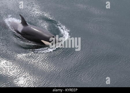 Orca in der Antarktis Stockfoto