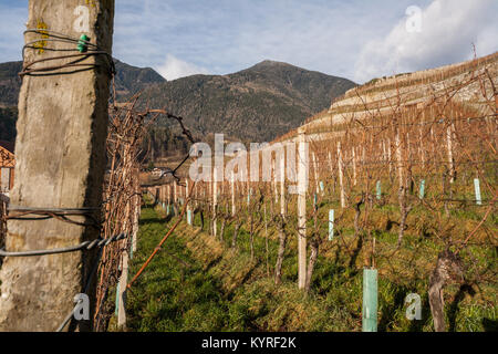 Die Weinberge der Abtei von Neustift, Varna, Eisacktal, Bozen, Trentino Alto Adige, Italien Stockfoto