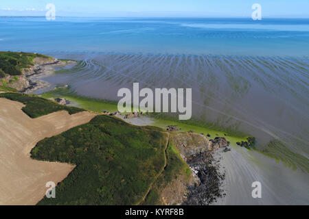 Hillion (Bretagne, Frankreich): Luftaufnahme der Küste und das Grün marine Algen am Strand bei Ebbe Stockfoto