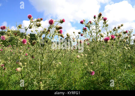 Woolly Thistle (Cirsium Wollgras), Blume Stockfoto