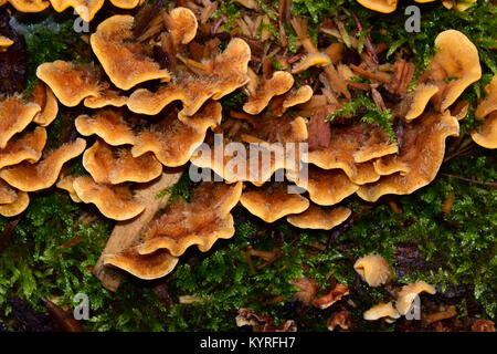 Haarige Stereum (Stereum hirsuitum) Pflanze pathogen Pilze auf Holz Stockfoto