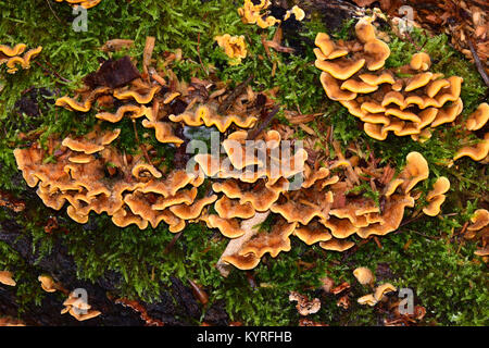 Haarige Stereum (Stereum hirsuitum) Pflanze pathogen Pilze auf Holz Stockfoto