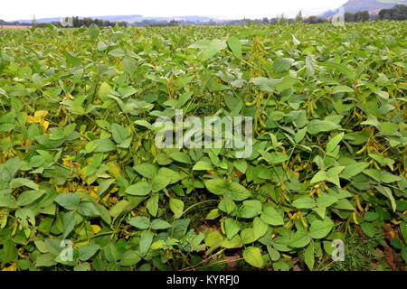 Soja, Sojabohnen (Glycine max). Feld mit reifen Hülsen Stockfoto