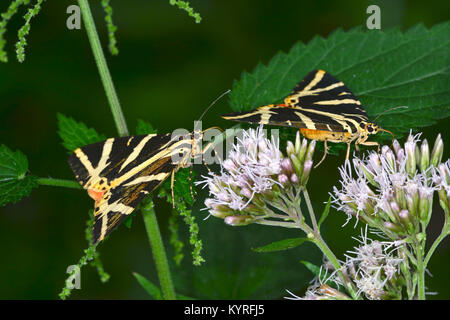 Jersey Tiger Moth, Russische Tiger Moth (Euplagia quadripunctaria), Motten saugen aus Hanf Agrimony Blumen (Eupatorium cannabium). Stockfoto