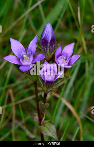 Chiltern Enzian (Gentianella germanica), Blüte. Stockfoto