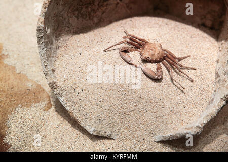 Alten prähistorischen Crab ruht auf dem Sand Stockfoto