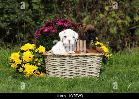 Deutscher Boxer. Weiß und dreifarbige Welpe (6 Wochen alt) in einem Weidenkorb neben Blumen. Deutschland Stockfoto