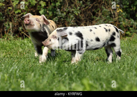 Hausschwein, Turopolje x?. Zwei Ferkel (3 Wochen alt) auf einer Wiese. Deutschland Stockfoto