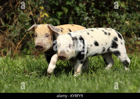 Hausschwein, Turopolje x?. Zwei Ferkel (3 Wochen alt) zu Fuß auf einer Wiese. Deutschland Stockfoto