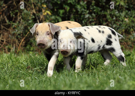 Hausschwein, Turopolje x?. Zwei Ferkel (3 Wochen alt) zu Fuß auf einer Wiese. Deutschland Stockfoto