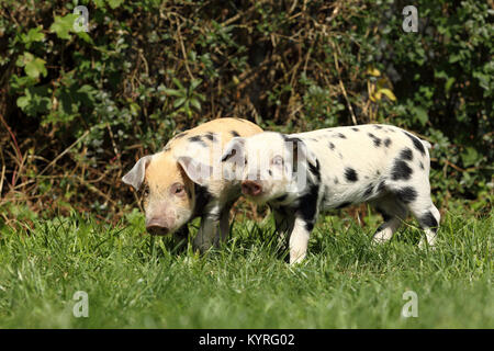 Hausschwein, Turopolje x?. Zwei Ferkel (3 Wochen alt) zu Fuß auf einer Wiese. Deutschland Stockfoto