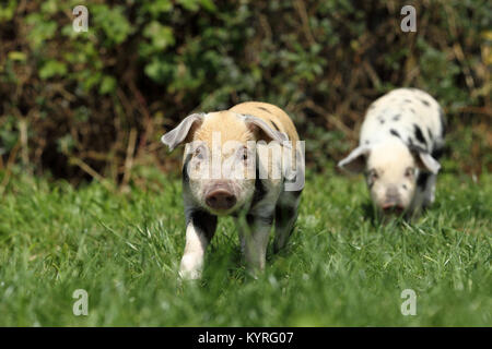 Hausschwein, Turopolje x?. Zwei Ferkel (3 Wochen alt) zu Fuß auf einer Wiese. Deutschland Stockfoto