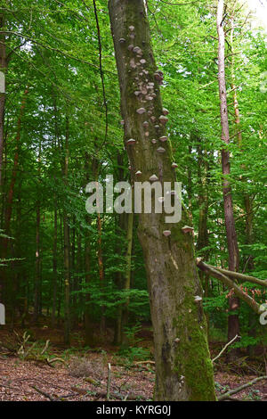 Toter Baum überladen mit Zunder Polypore, Huf Pilz (Fomes fomentarius) Stockfoto