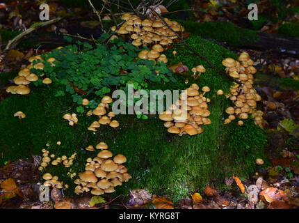 Zweifarbig (Kuehneromyces mutabilis, pholiota Pholiota mutabilis) Stockfoto