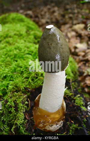Gemeinsame Exemplar des Gemeinen Stinkmorchels (Phallus impudicus) ihr volles Wachstum Stockfoto