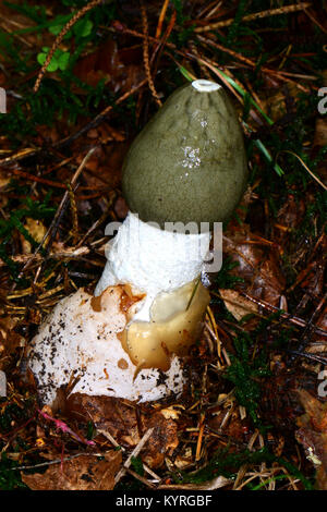 Junge gemeinsame Exemplar des Gemeinen Stinkmorchels (Phallus impudicus) Emerging die Gelatine Abdeckung der WITCHS ei Stockfoto