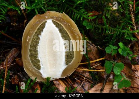 Unreife gemeinsame Exemplar des Gemeinen Stinkmorchels (Phallus impudicus), witchs Ei, Abschnitt Stockfoto