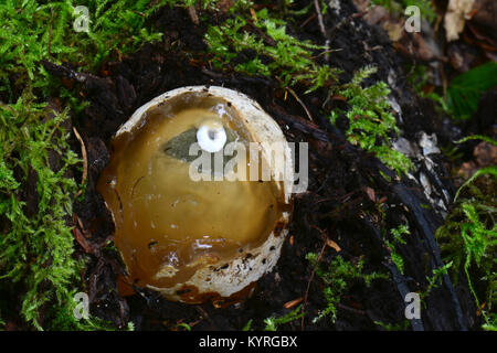 Junge gemeinsame Exemplar des Gemeinen Stinkmorchels (Phallus impudicus) Emerging die Gelatine Abdeckung der WITCHS ei Stockfoto