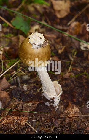 Tawny Grisette (Amanita fulva) Stockfoto