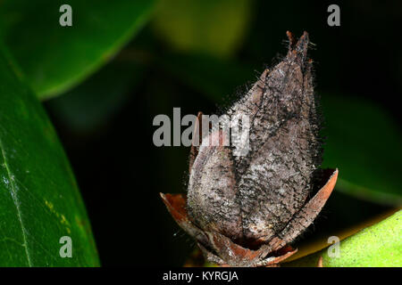 Bud der Rhododdendron ist beschädigt von Rhododendron Leafhopper (Graphocephala fennahi) Stockfoto