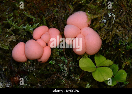 Wolfs Milch, die gröning Schleim (Lycogala epidendrum) auf dem Waldboden Stockfoto